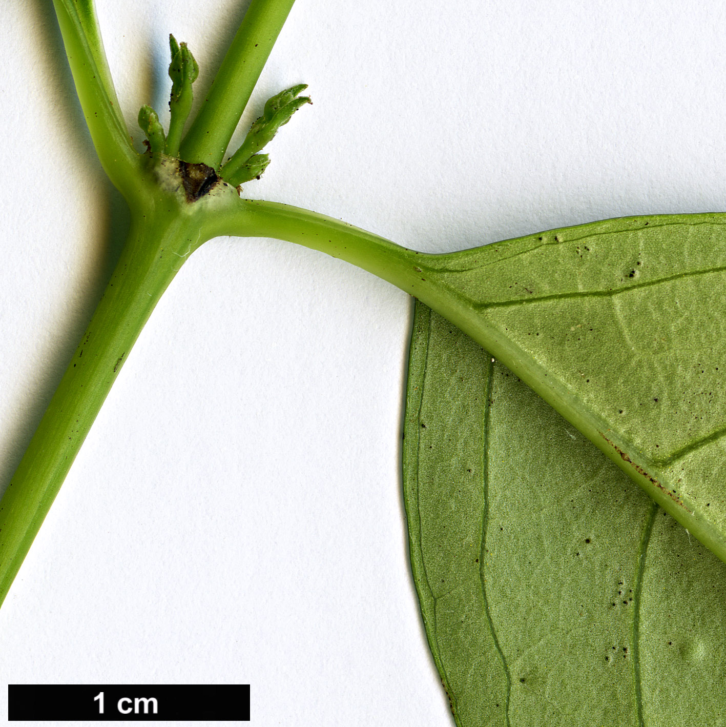 High resolution image: Family: Loganiaceae - Genus: Geniostoma - Taxon: rupestre - SpeciesSub: var. ligustrifolium